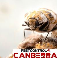 Beetle Control Canberra image 2